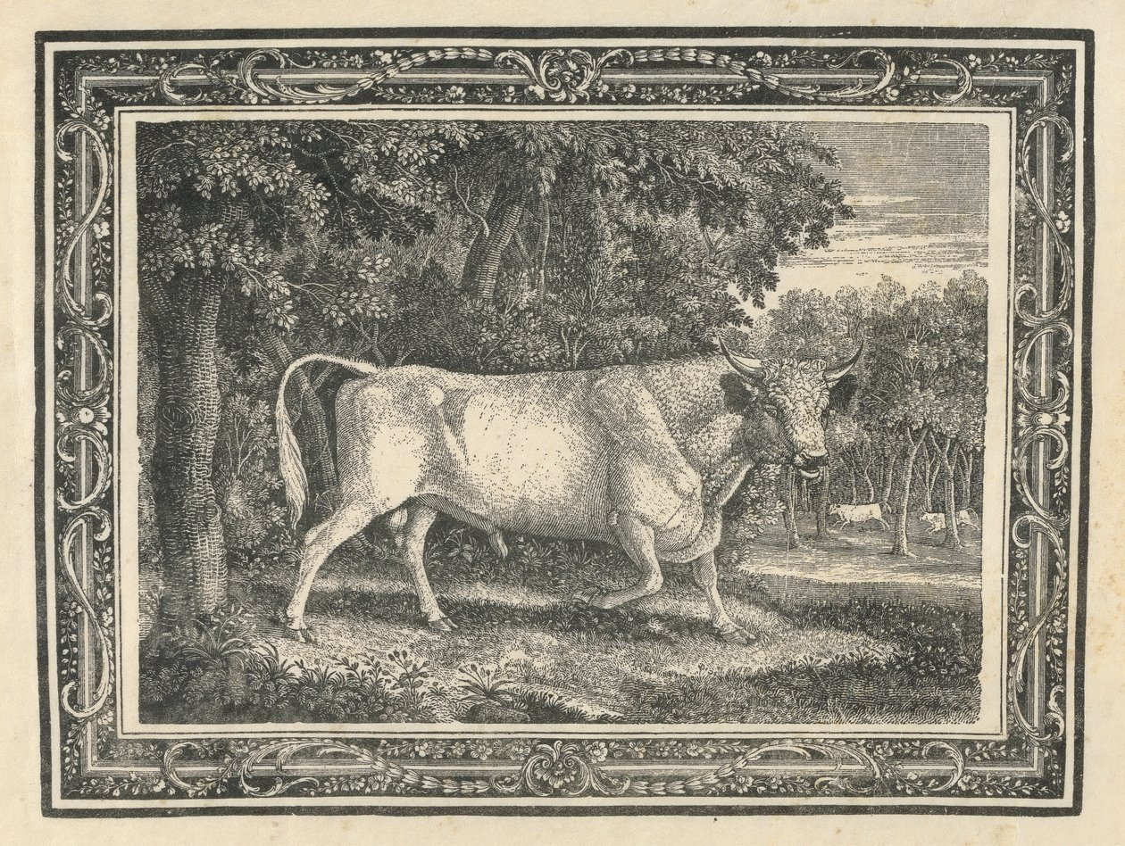 Le taureau sauvage de Chillingham - Thomas Bewick