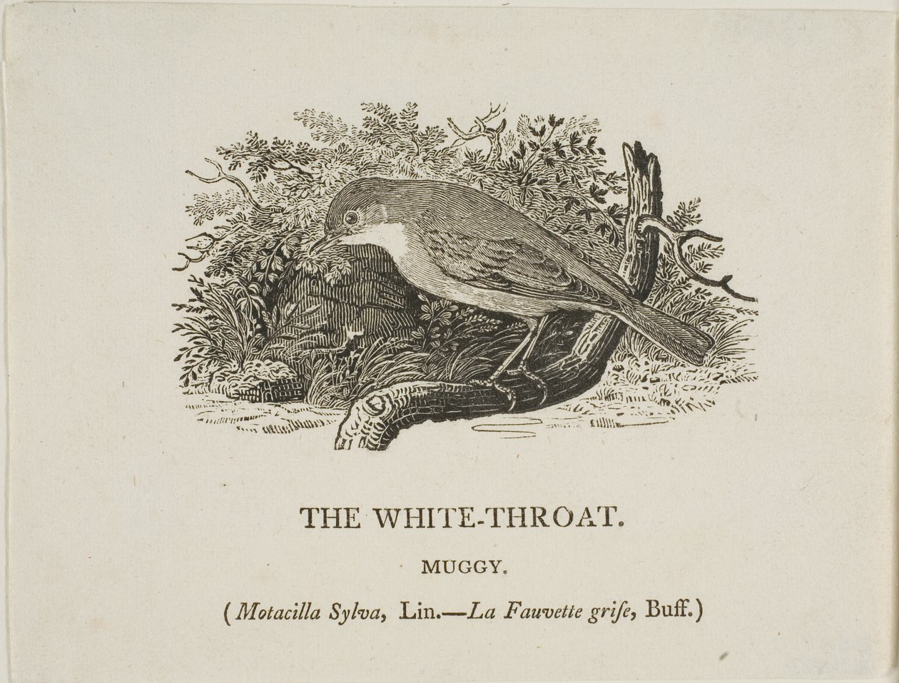 Gorge blanche (oiseau) - Thomas Bewick