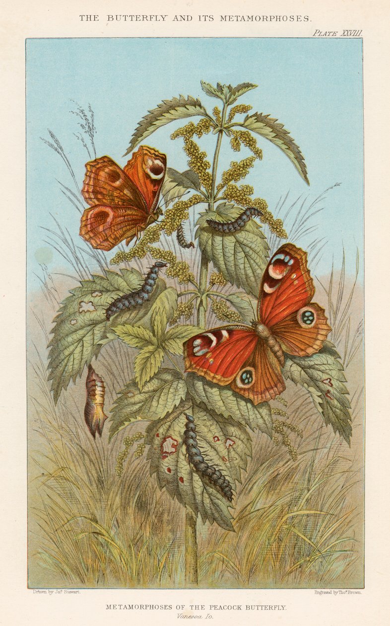 Métamorphoses du papillon paon, 1888 - Thomas Brown