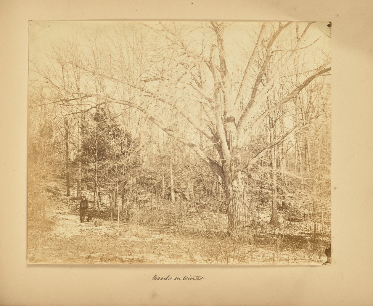 Les bois en hiver - Thomas E. Jevons
