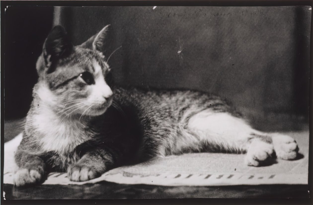 Le chat de Mrs. Thomas Eakins - Thomas Eakins
