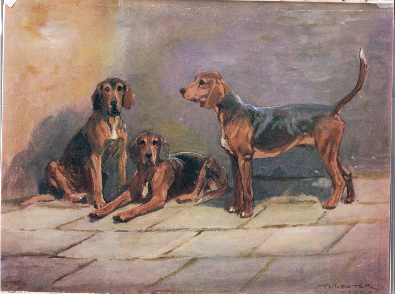 Chiens, illustration de 