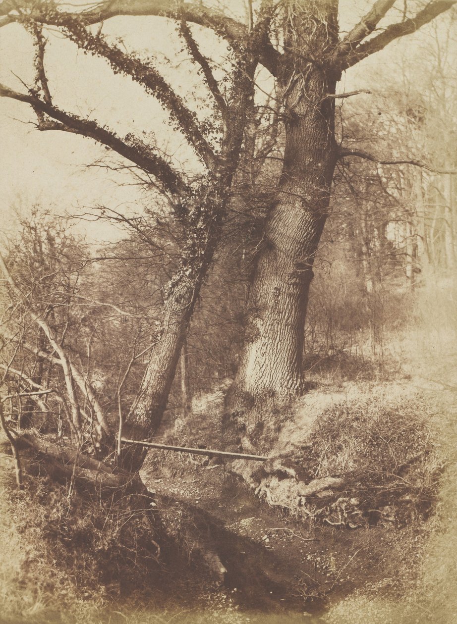 Arbres, 1854-57 - Thomas Keith