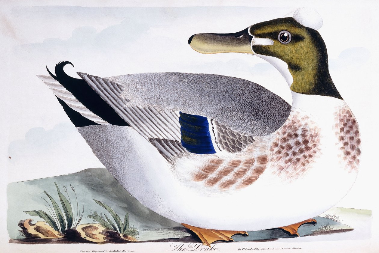 Le Drake, 1791-96 - Thomas Lord