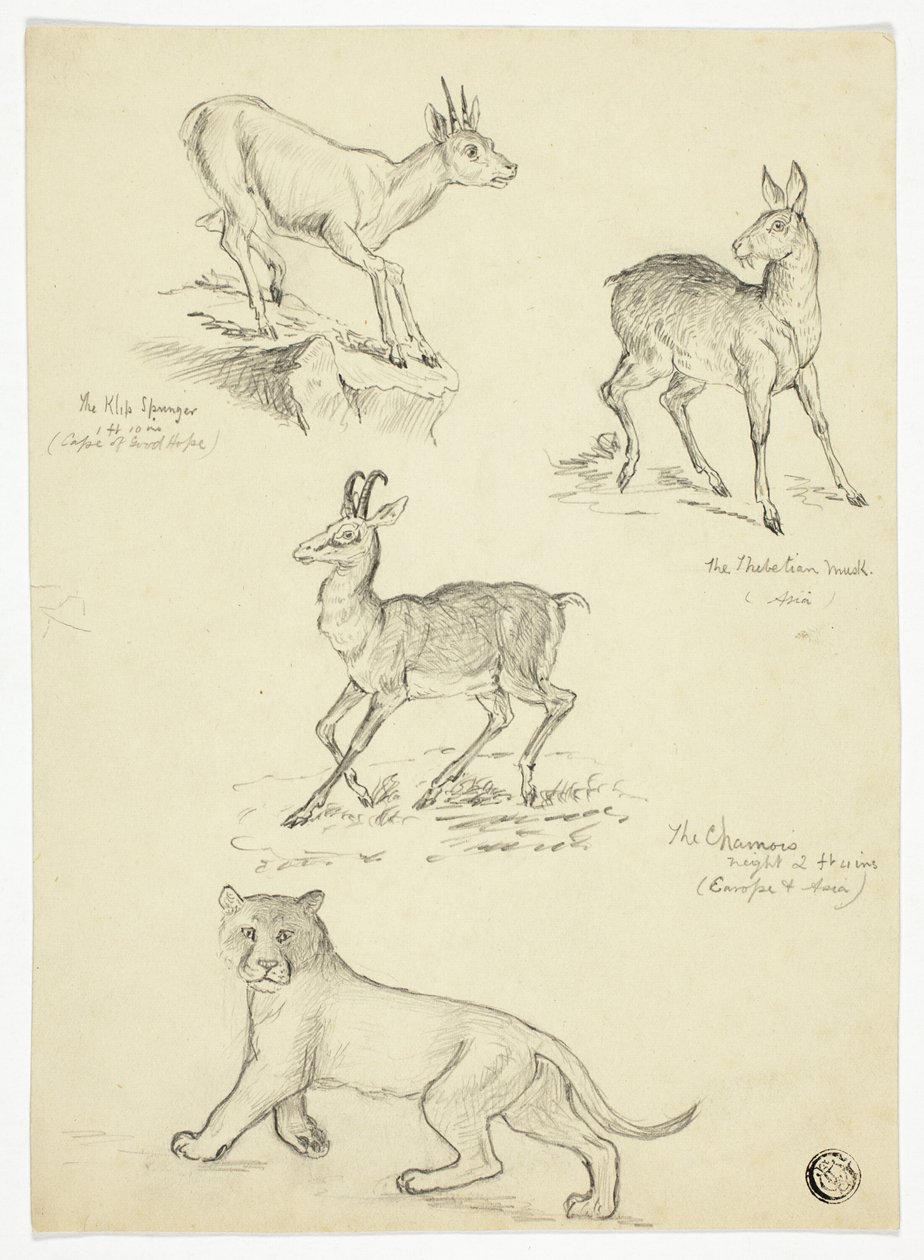 Chamois, musc, klipbok et lion - Thomas Uwins