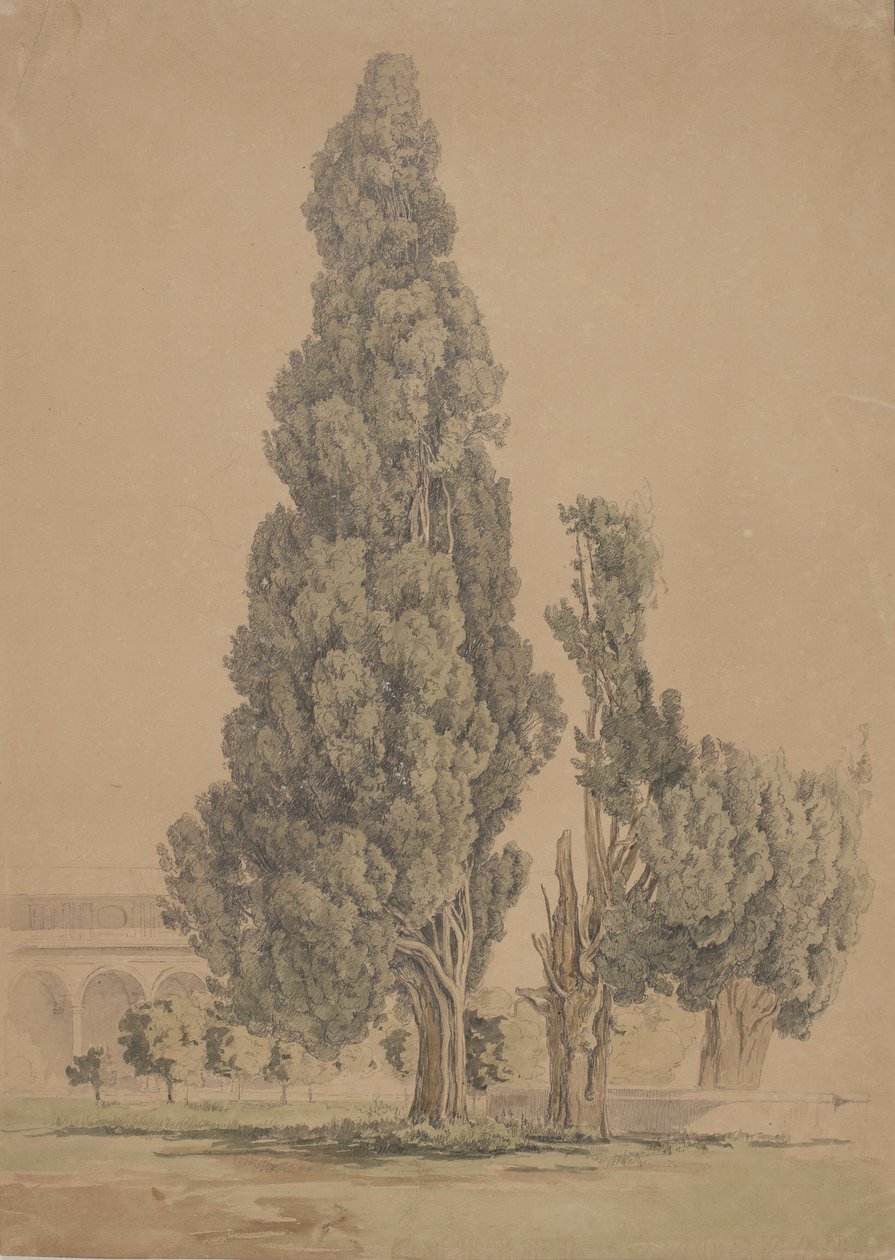 Cyprès - Thorald Brendstrup
