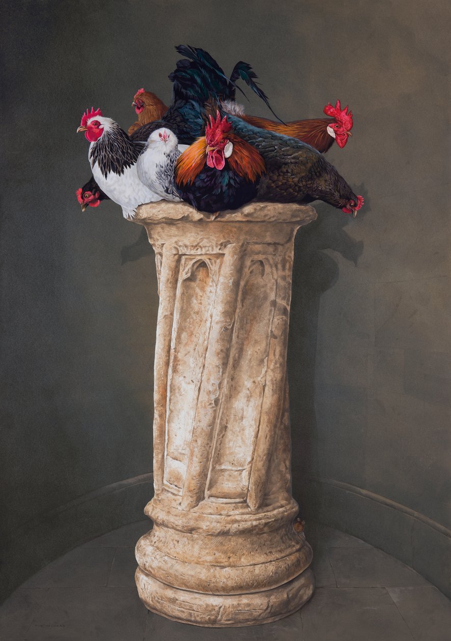Poules, yeux baissés - Tim Hayward