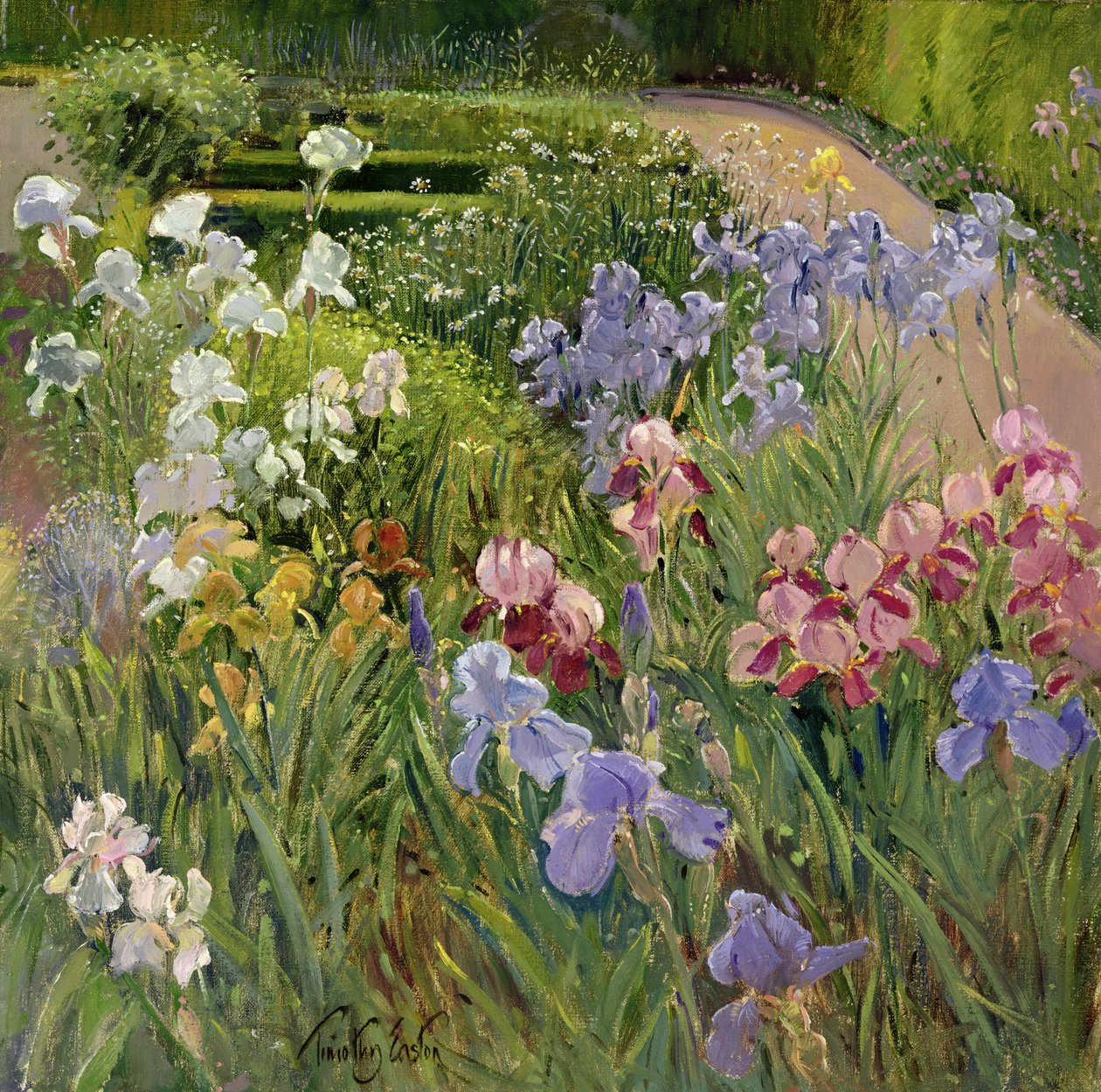 Iris à Bedfield - Timothy Easton