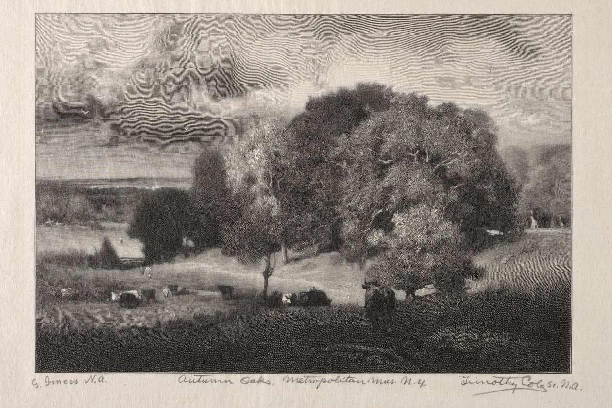 Chênes d