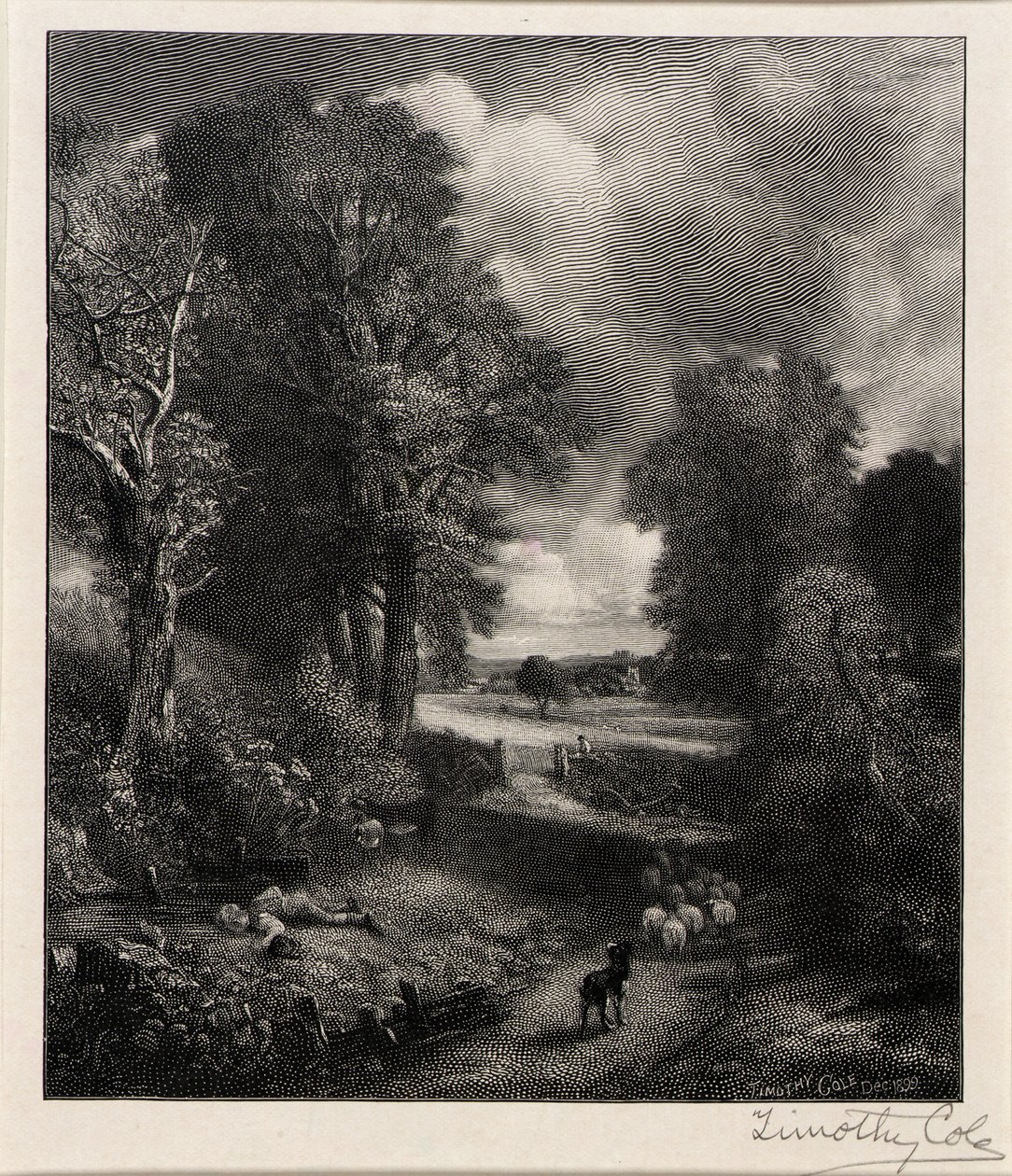 Champ de maïs - Timothy Cole