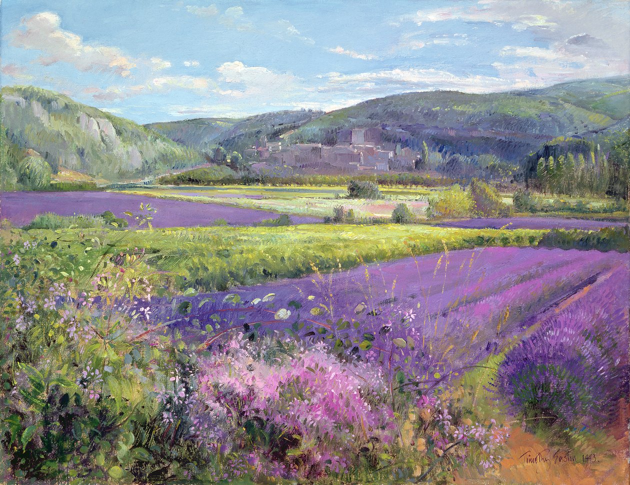Champs de lavande en vieille Provence - Timothy Easton