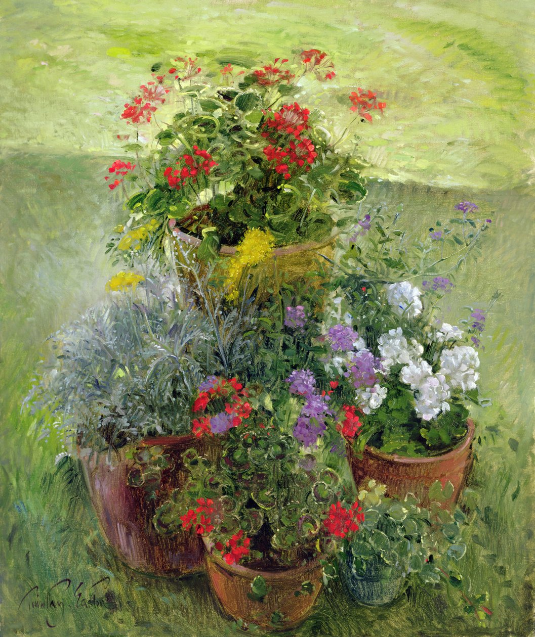 Pots ombragés - Timothy Easton
