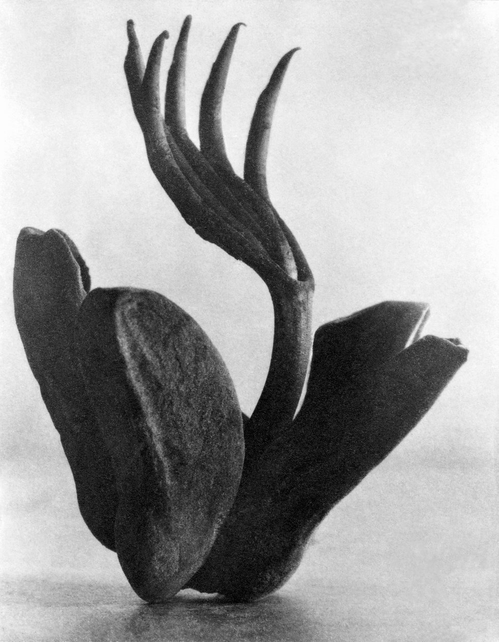 Flor de Manita, Mexico, 1925 - Tina Modotti