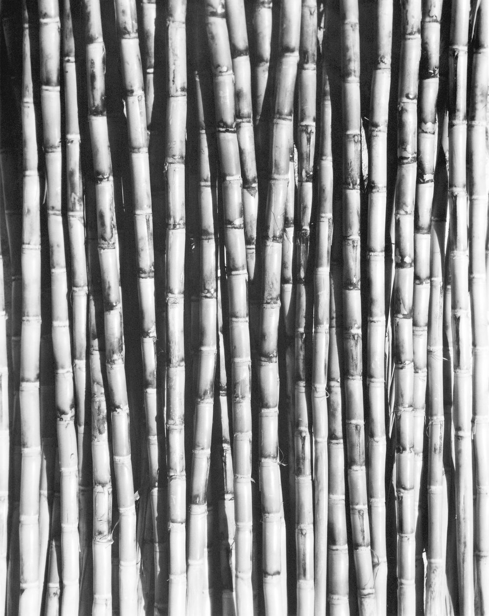 Canne à sucre, Mexique, 1929 - Tina Modotti