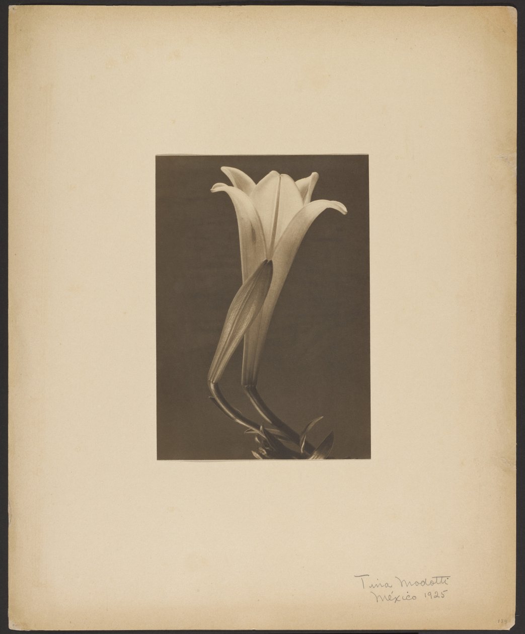 N° 1. - Tina Modotti