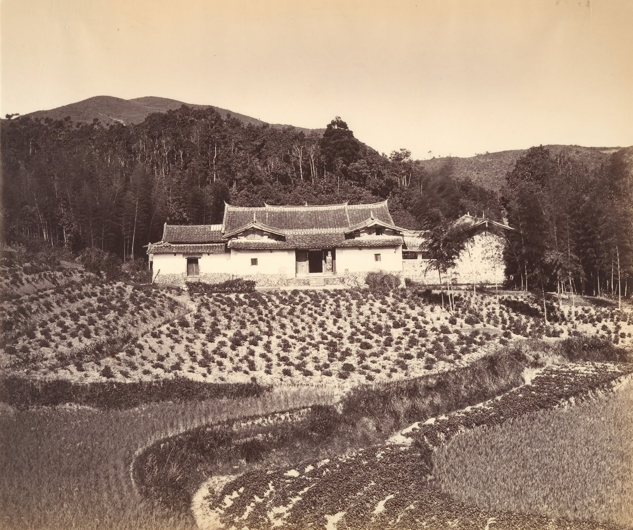 Champ de thé et maison de thé à Peling, vers 1869 - Tung Hing.