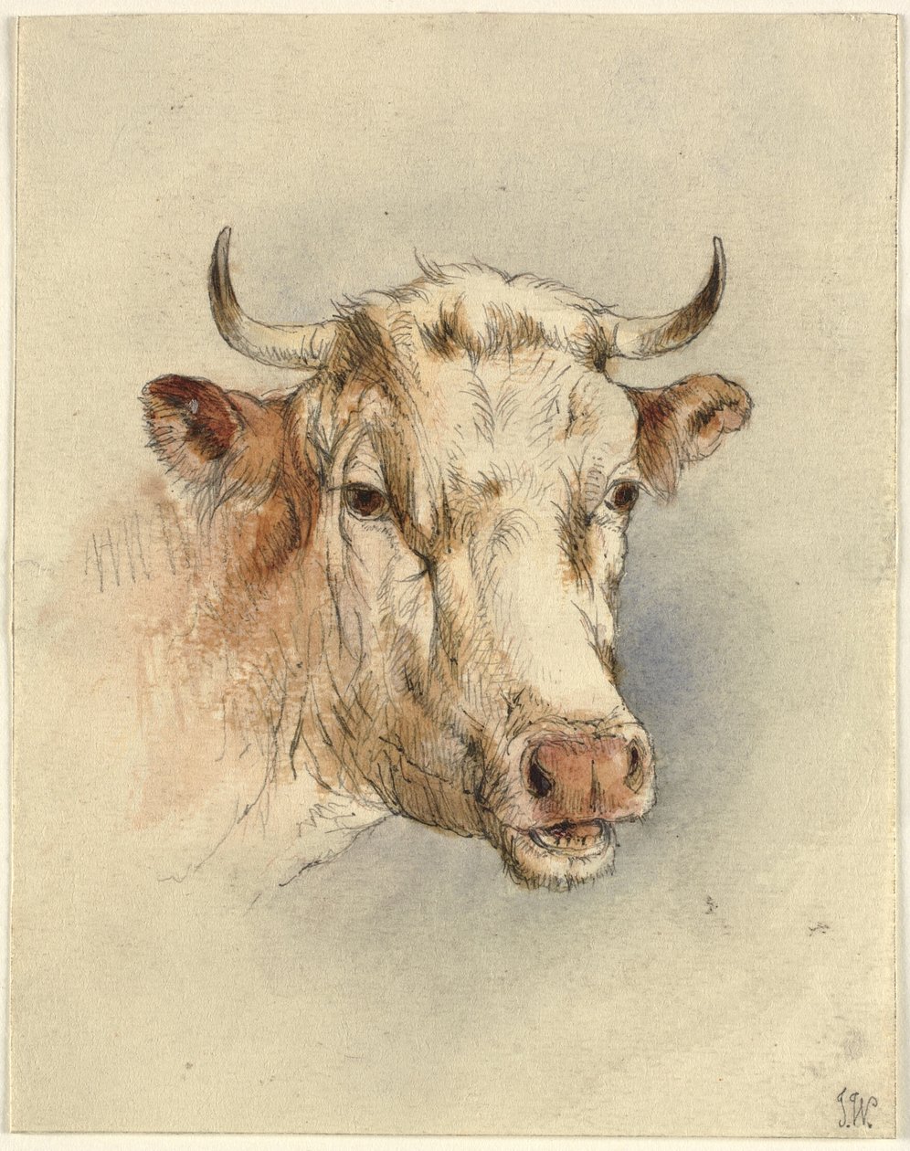 Tête de taureau - Ubekendt KKSgb7508 KKSgb7512