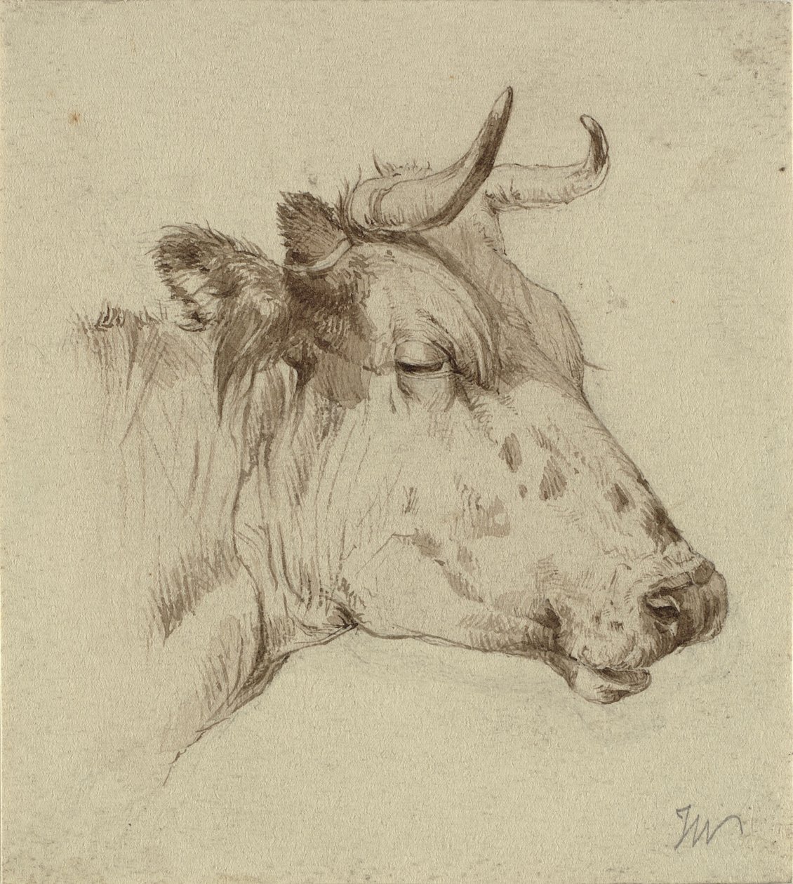 Tête de vache - Ubekendt KKSgb7508 KKSgb7512