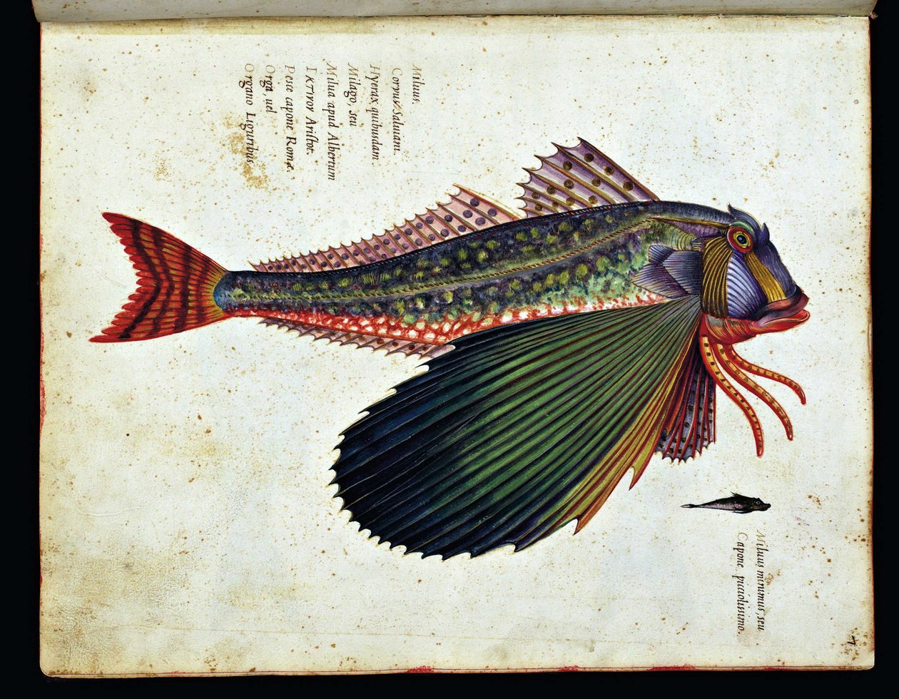 Image inconnue - Ulisse Aldrovandi