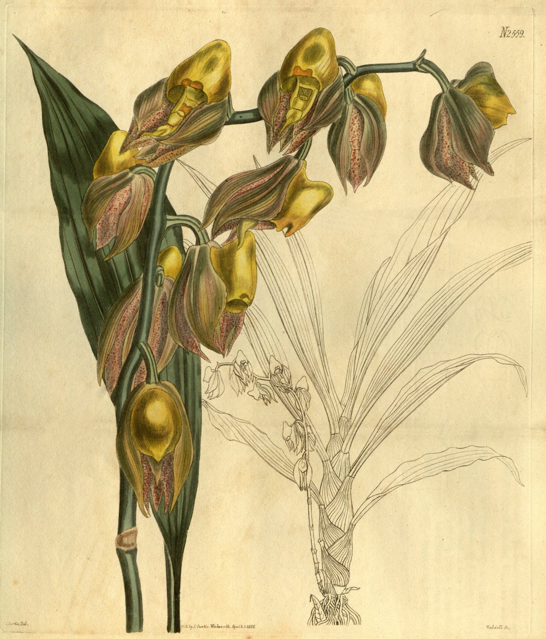 Illustration de Catasetum macrocarpum (comme syn. Catasetum tridentatum) - Unbekannt Unbekannt