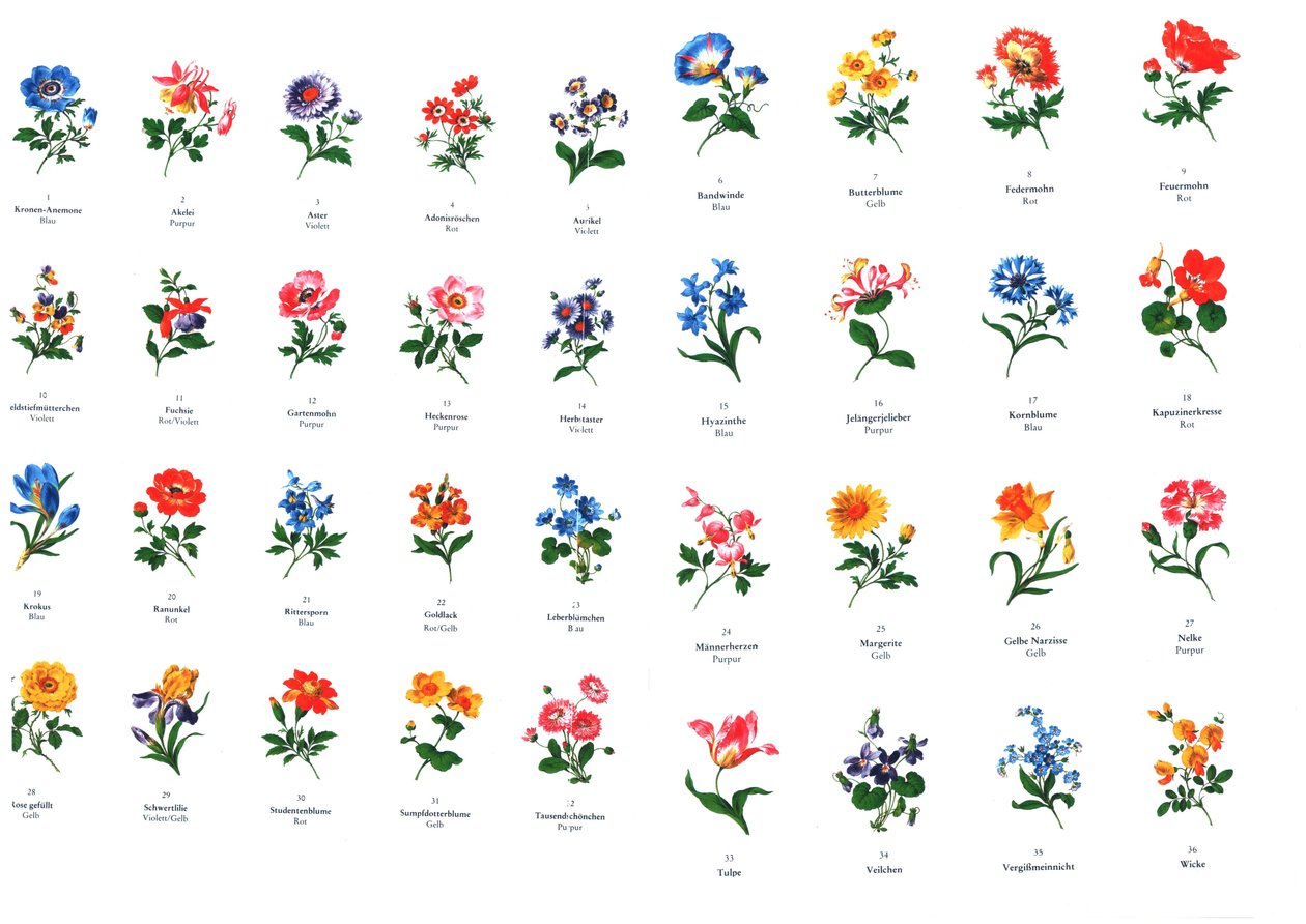 Modèles pour la peinture de fleurs de la manufacture de Meissen - Unbekannt Unbekannt