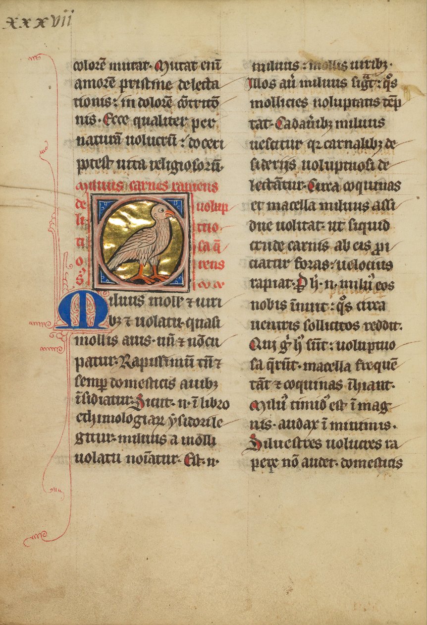 Un cerf-volant (oiseau) - Unbekannt Unbekannt