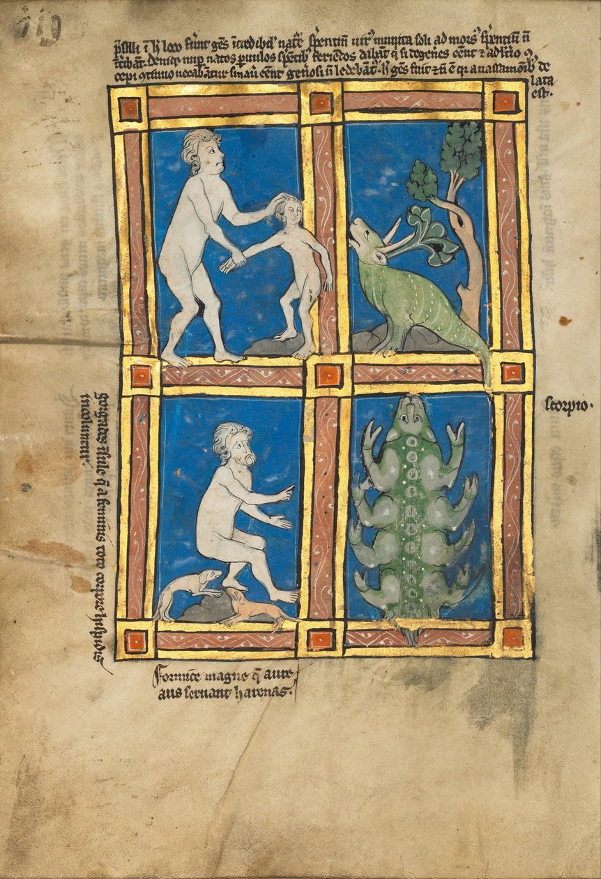 Praesillus; Une femme poilue de l