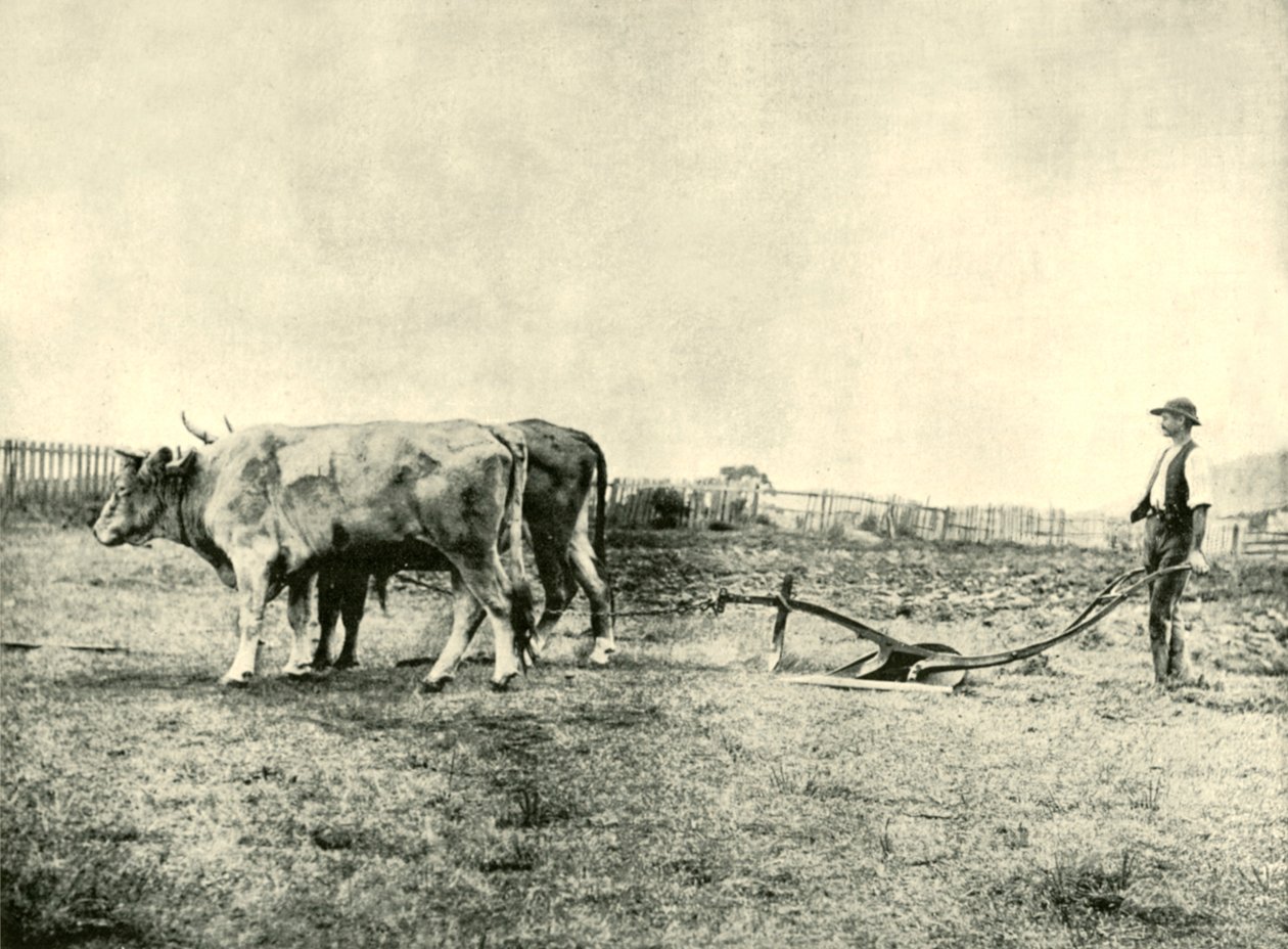 Équipe de labourage de bœufs, 1901 - Unbekannt
