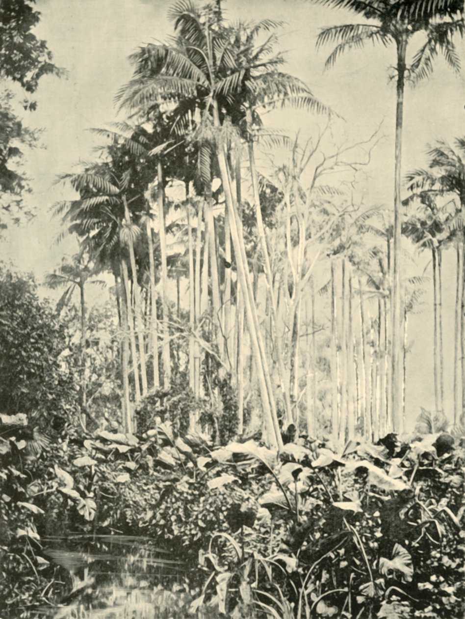 Un bosquet de palmiers, 1901 - Unbekannt