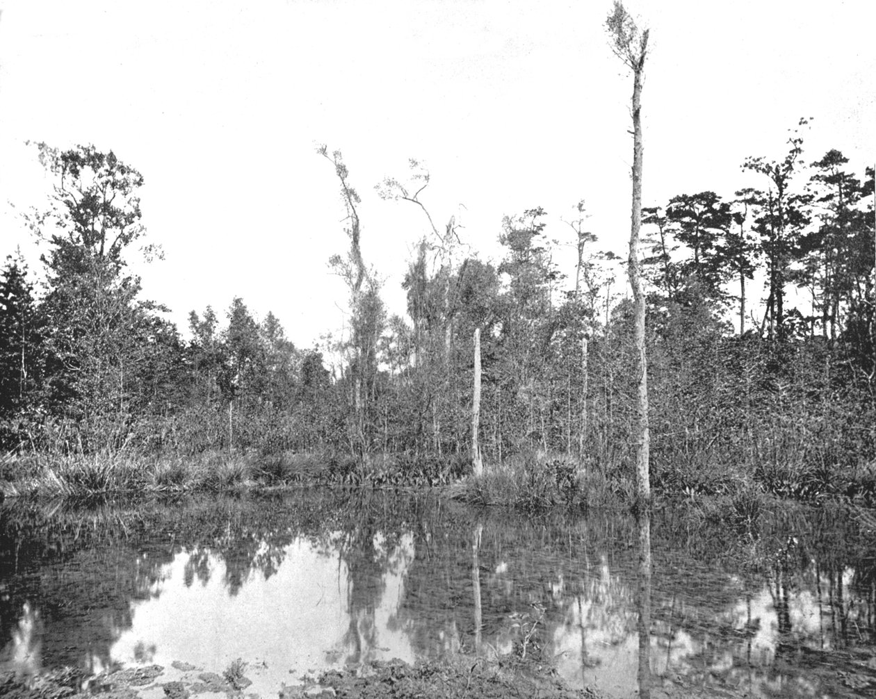 Un marais en Louisiane, USA, vers 1900 - Unbekannt