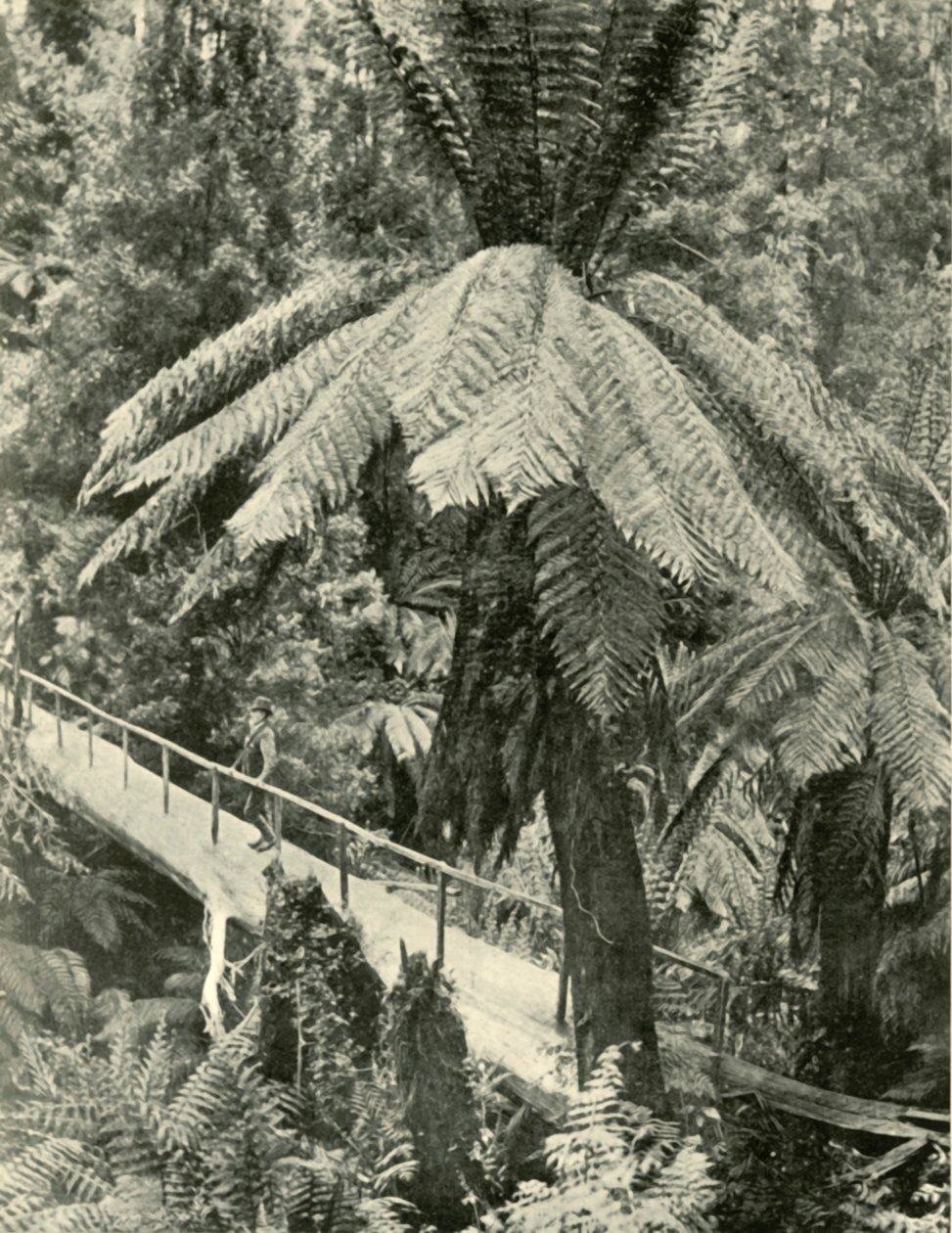 Un pont rustique, 1901 - Unbekannt