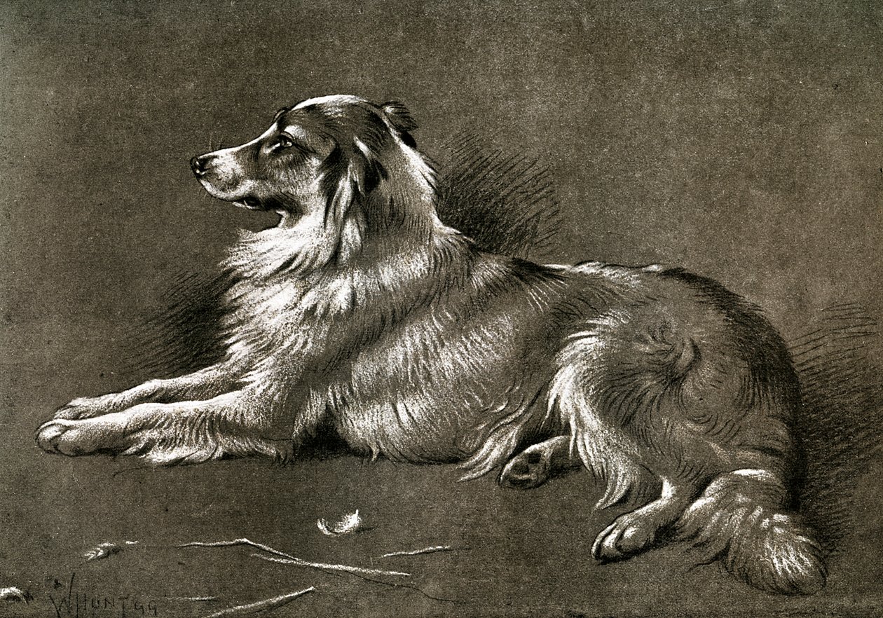 Un chien de berger, 1901 - Unbekannt