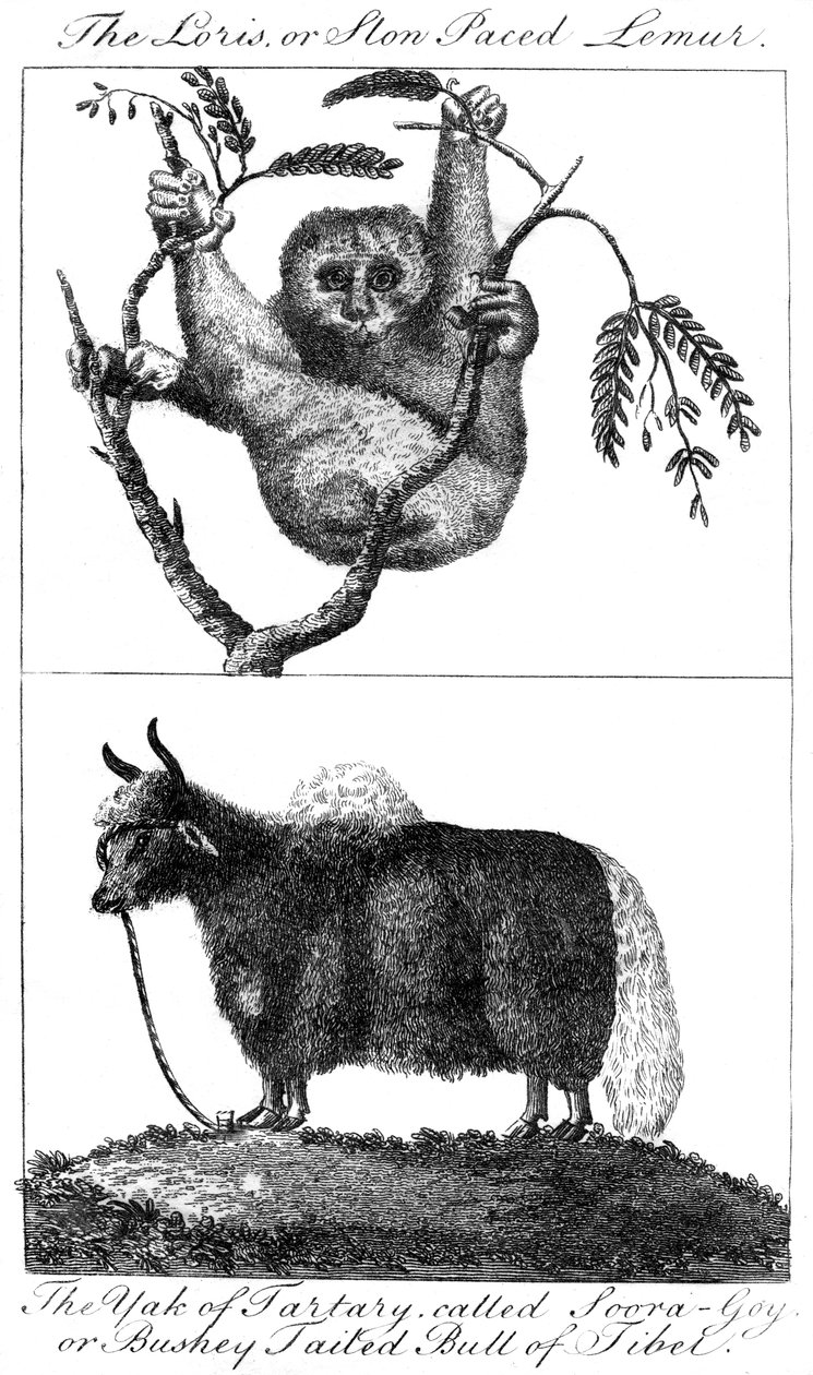Un loris et un yak, 1799 - Unbekannt