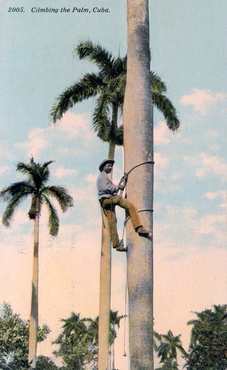 Un homme grimpant à un palmier, Cuba, 1911 - Unbekannt