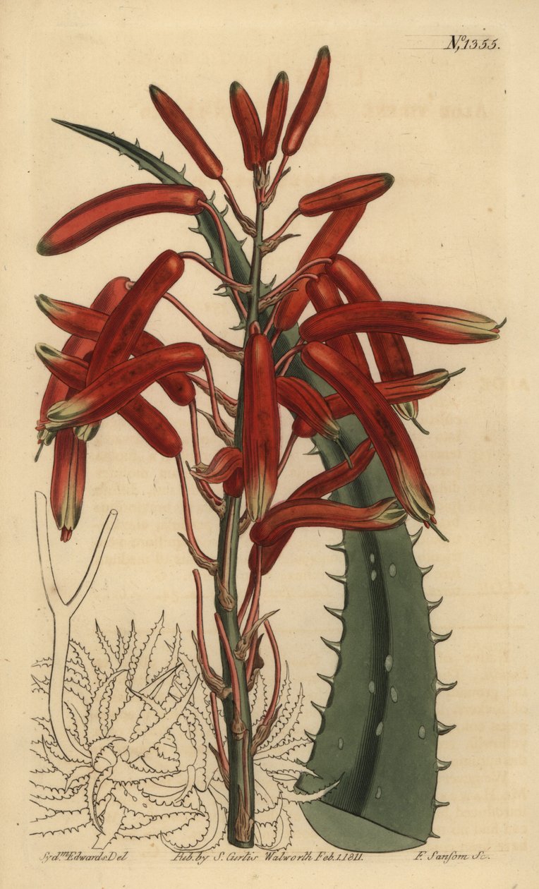 Aloe humilis (Aloe à feuilles vert pomme) - Unbekannt