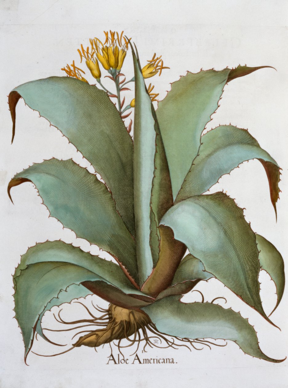 Aloès américain, Aloe Americana, 1613 - Unbekannt