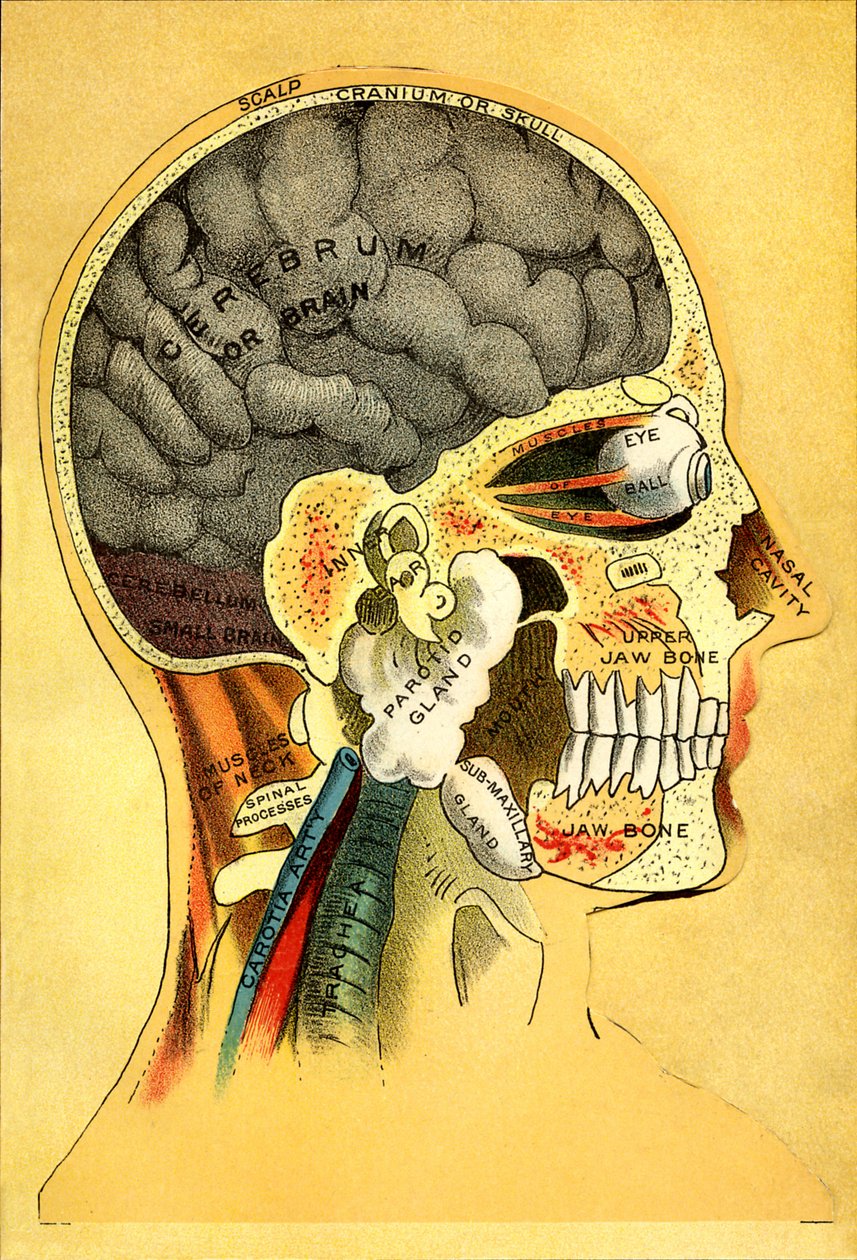 Tableau anatomique, la tête 1905 - Unbekannt
