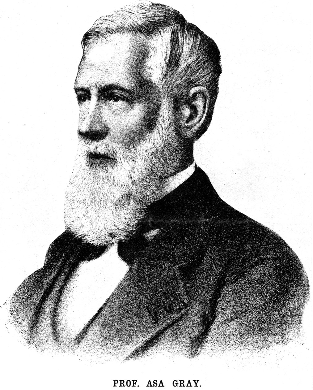 Asa Gray, botaniste américain, 1888 - Unbekannt