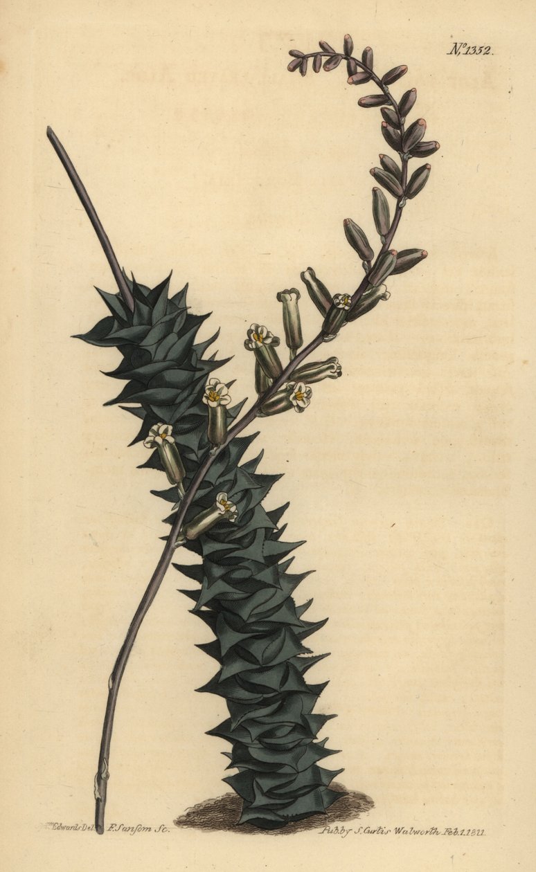 Astroloba foliolosa - Unbekannt