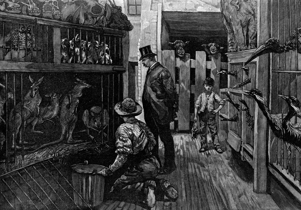 Chez Jamrach, Londres - Unbekannt
