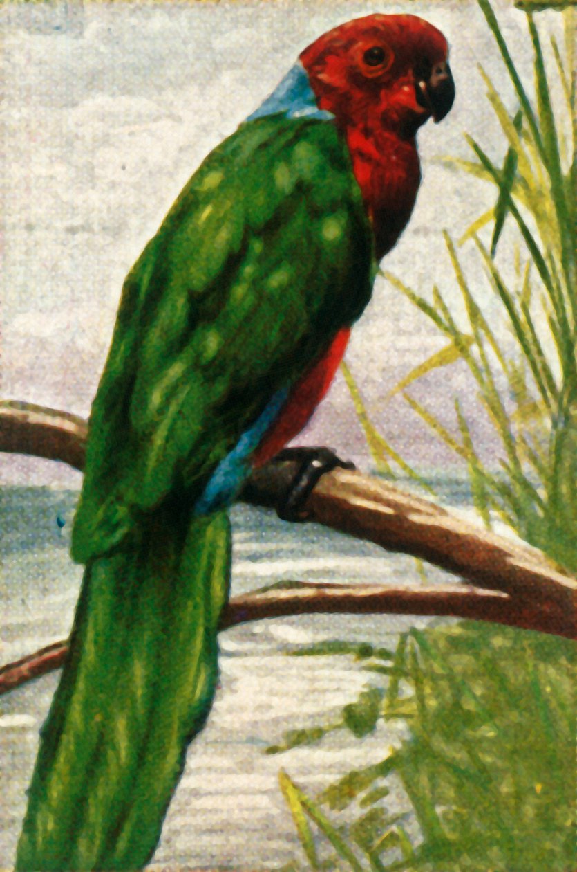 Perruche australe, vers 1928 - Unbekannt