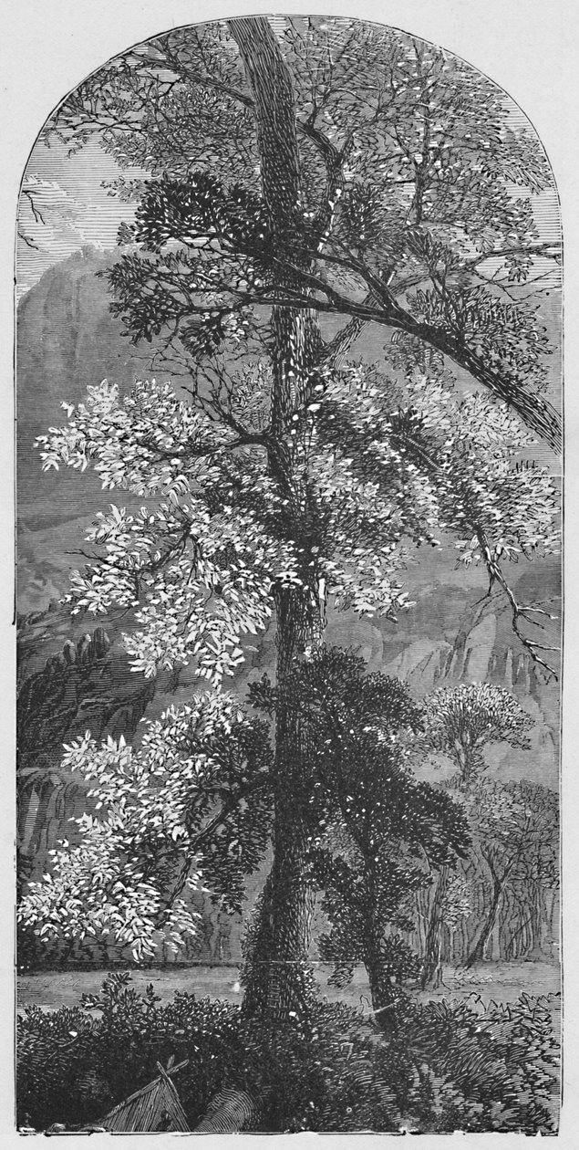Grand arbre, 1883 - Unbekannt