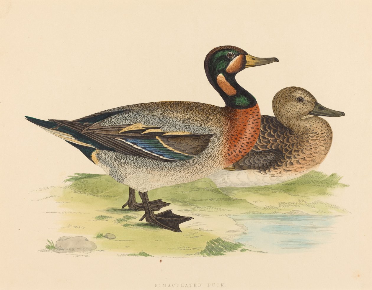 Canard bimaculé - Unbekannt