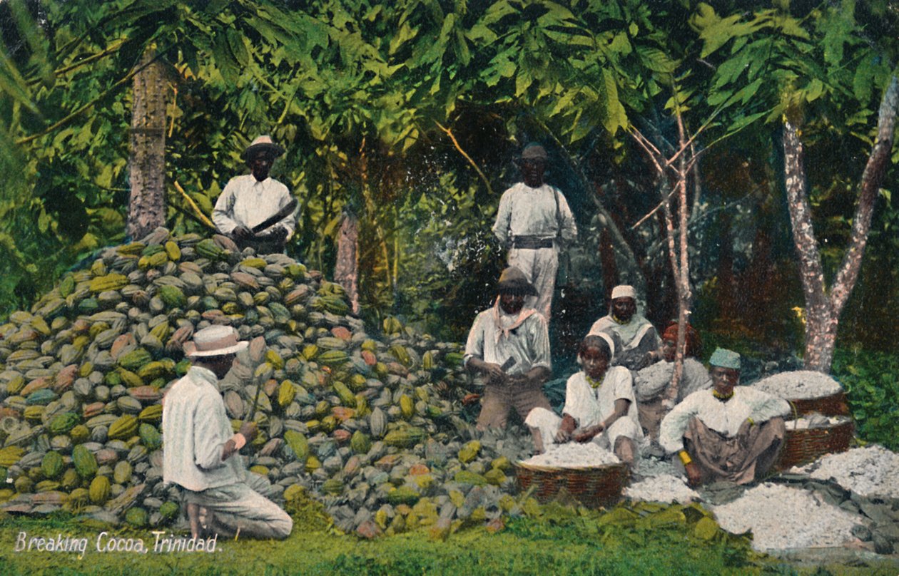 Casse de cacao, Trinité, début du 20e siècle - Unbekannt