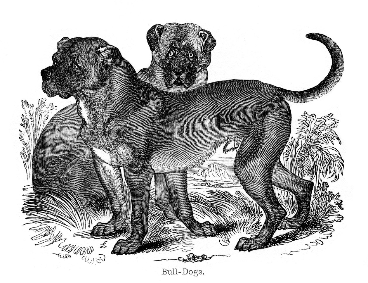 Bouledogue, 1848 - Unbekannt