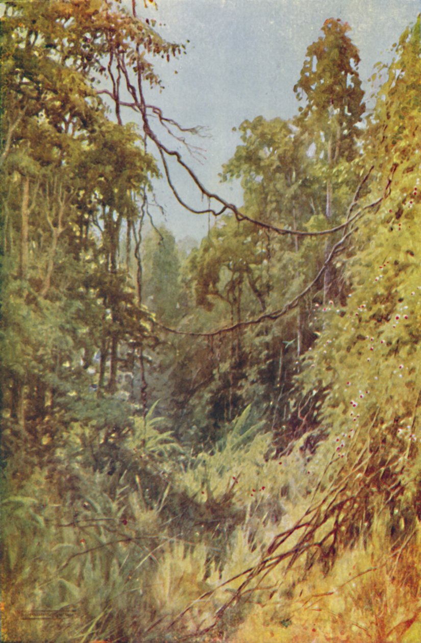 Jungle birmane - Unbekannt