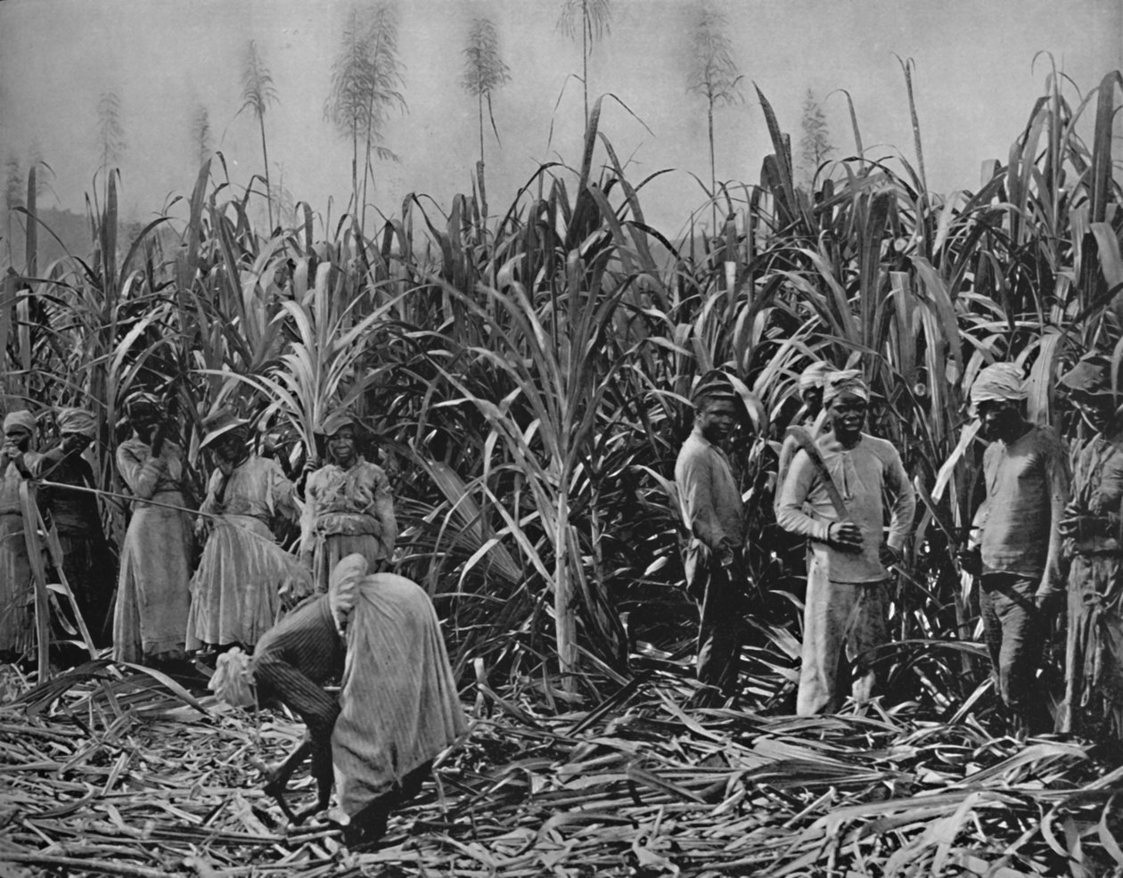 Coupeurs de canne en Jamaïque, 1891 - Unbekannt