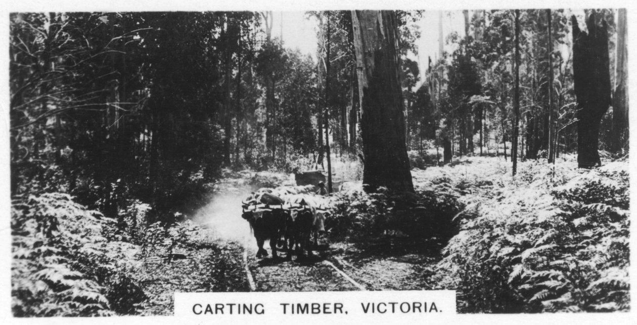 Transport de bois, Victoria, Australie, 1928 - Unbekannt