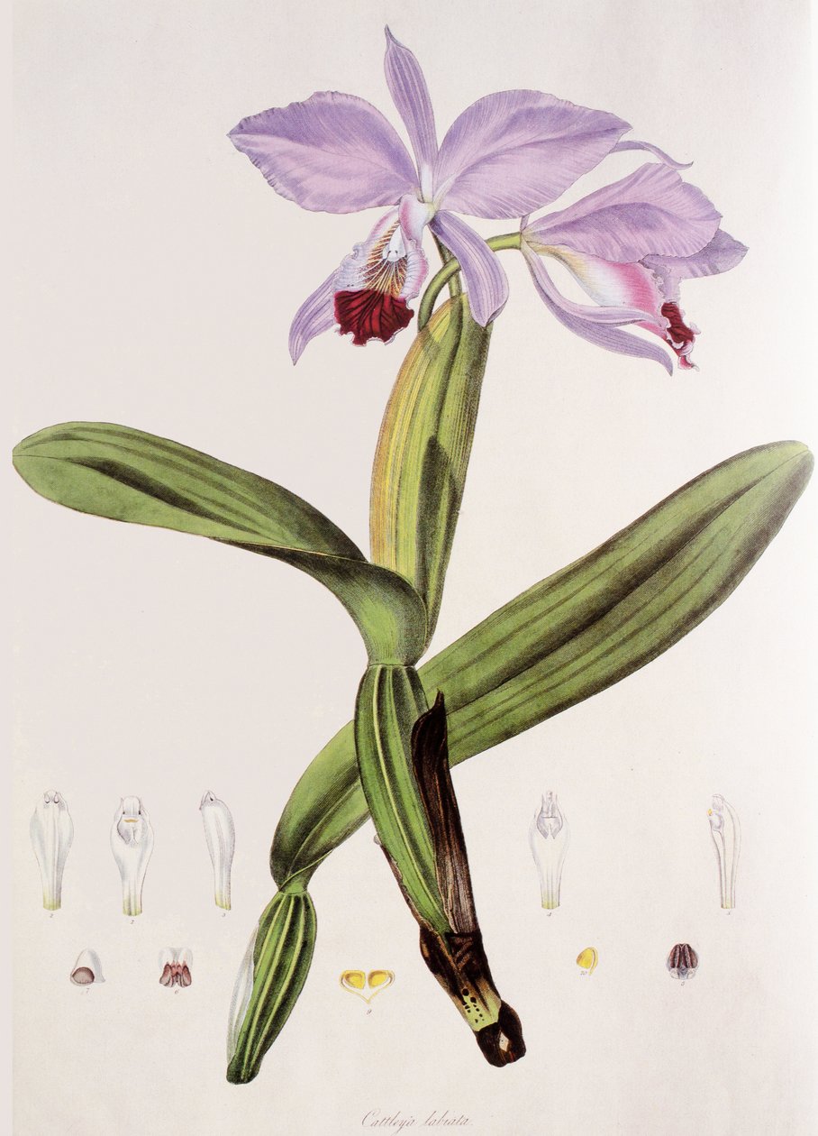 Cattleya labiata - Unbekannt