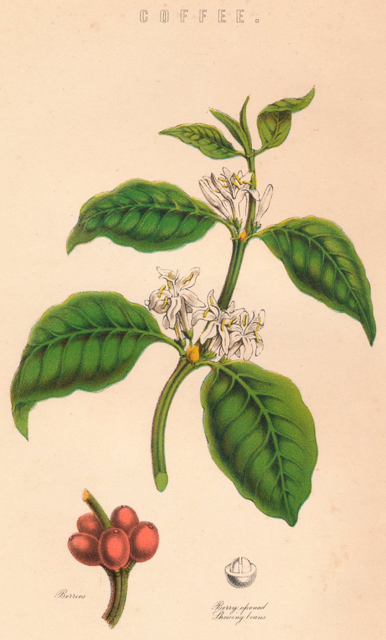 Café, XIXe siècle - Unbekannt
